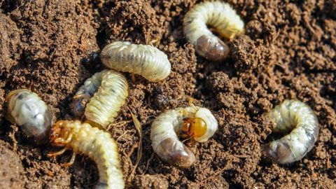 Larves de Popillia japonica, terricoles et rhizophages . © OEPP